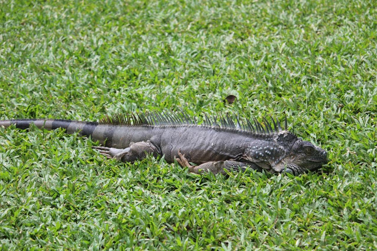Iguana Libre Hotell Dominical Eksteriør bilde