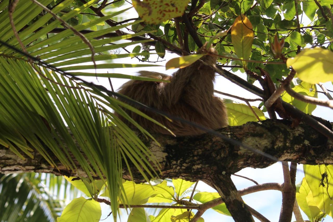 Iguana Libre Hotell Dominical Eksteriør bilde