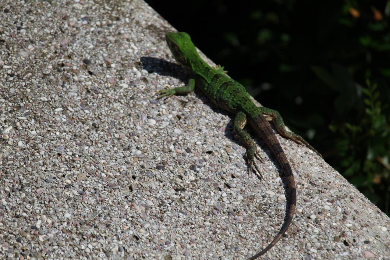 Iguana Libre Hotell Dominical Eksteriør bilde
