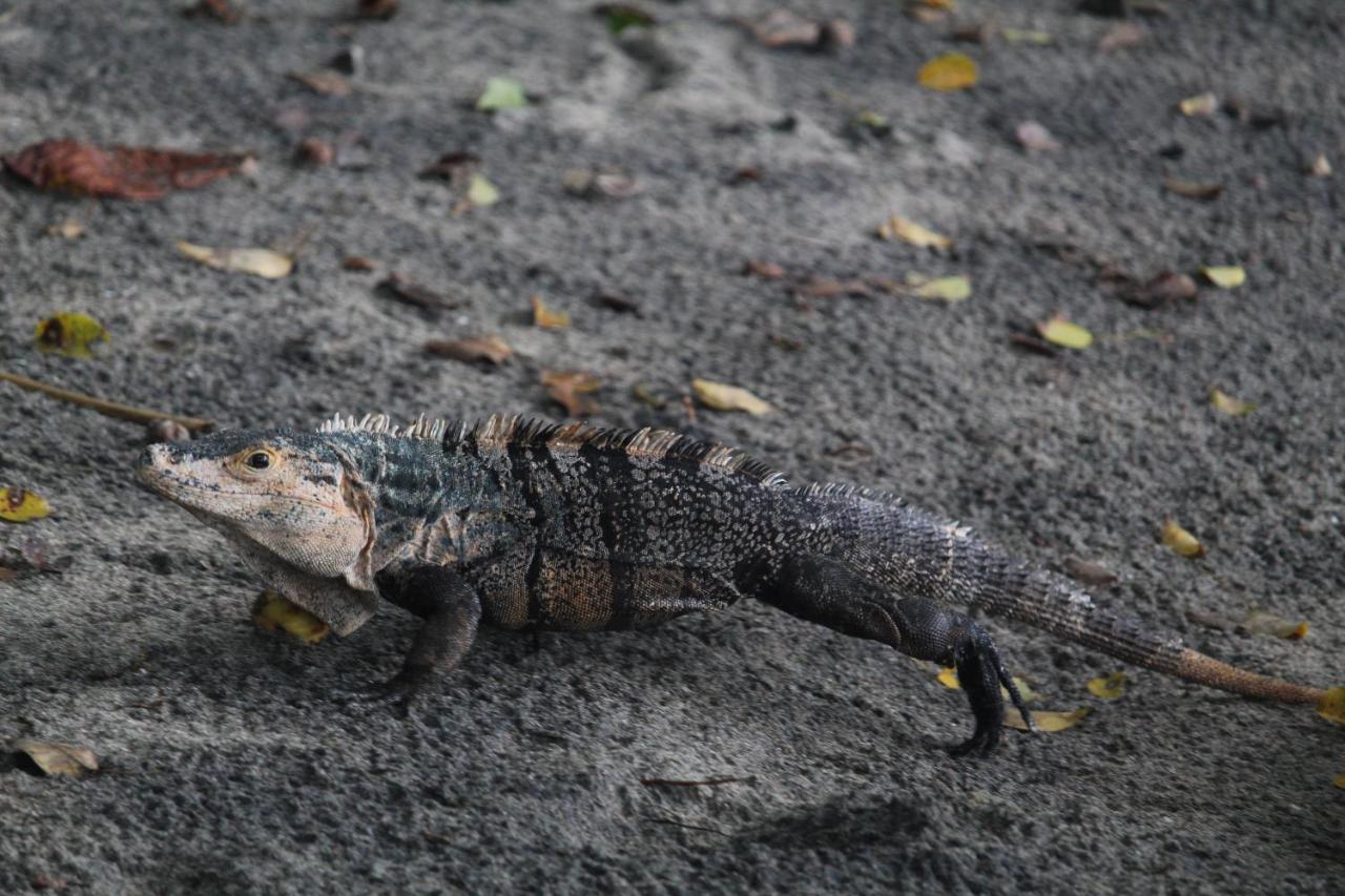 Iguana Libre Hotell Dominical Eksteriør bilde